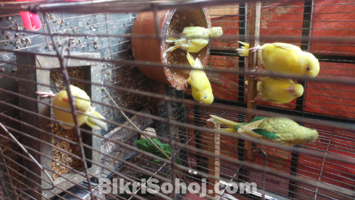 বাজরিগর লুটিনো (২ মাস বয়সী)